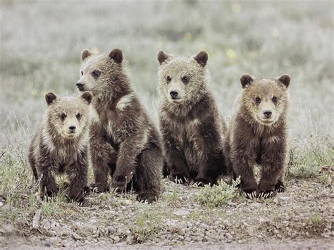 Grizzly Bear 399 With Four Cubs In Grand Teton National Park Etsy 日本