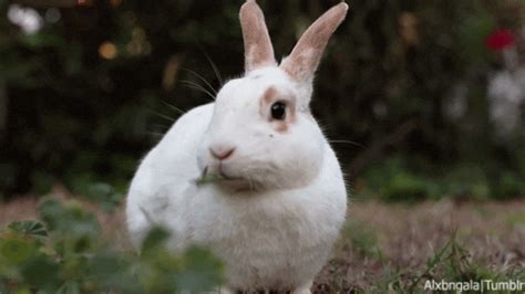 Rabbit Food And Nutrition Guide For Pet Owners