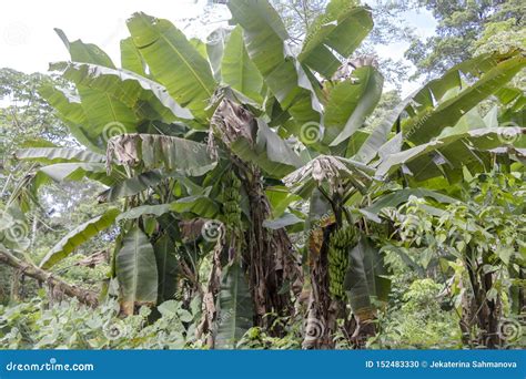Amazon Rainforest Banana Tree