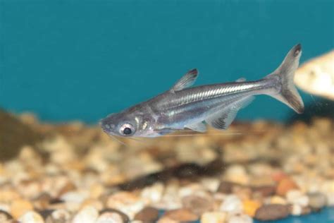 13 Awesome Freshwater Aquarium Sharks To Enhance Your Underwater World