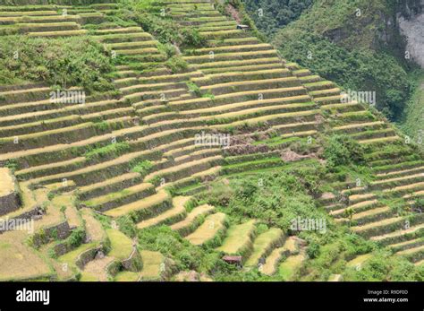 Batad Rice Terraces Ifugao Province Cordillera Region Luzon Philippines Asia South Asia