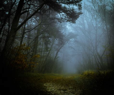 Misty Forest Path Hd Wallpaper Background Image 2048x1705 Id