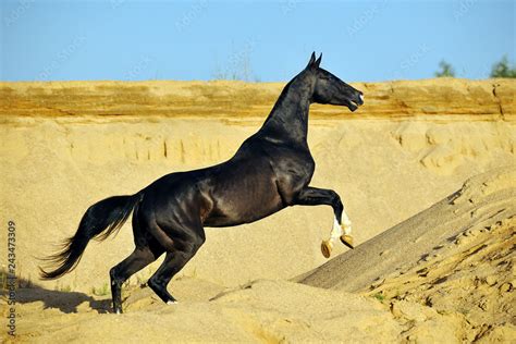 Extremely Slender Black Akhal Teke Stallion Leaping Upwards In Desert