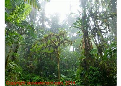 Jungle Rica Hiking Costa Rainforest Sound Trail