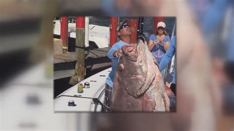Florida Fisherman Catches Monster 347 Lb Grouper