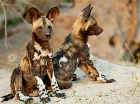 Unique African Wild Dog Pups The Animals Planet Wild Dogs Animals