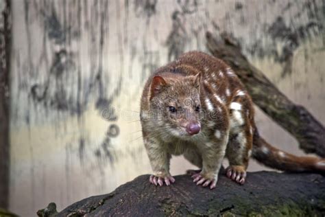 Quoll Stock Image Image Of Like Whiskers Brown Marsupial 100098851