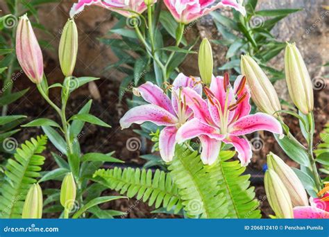 Pink Lilly Flowers Are Beautifully Blooming In Chiang Rai Flower Stock