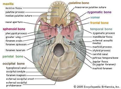 Human Skeletal System Parts Functions Diagram Facts Britannica 11408