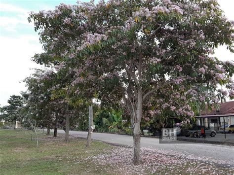 Klassique touch wedding & events sdn. 1,000 pokok Sakura Malaysia berbunga di Kuantan | Wilayah ...