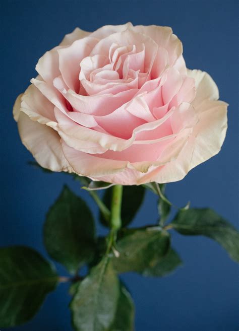 Home Rose Varieties Types Of Flowers Blush Wedding Flowers