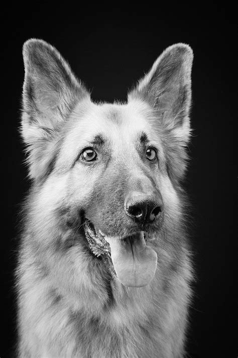 German Shepherd Photos Professional Portrait Meet The Team Unique