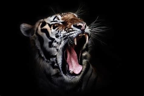 Free Photo Tiger Head Wildlife Animal Wild Free Image On Pixabay