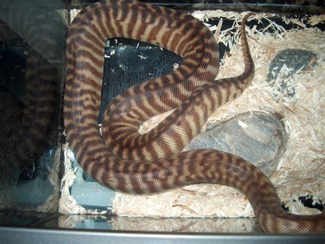 Kingsnake Com Photo Gallery Reptiles And Amphibians Woma