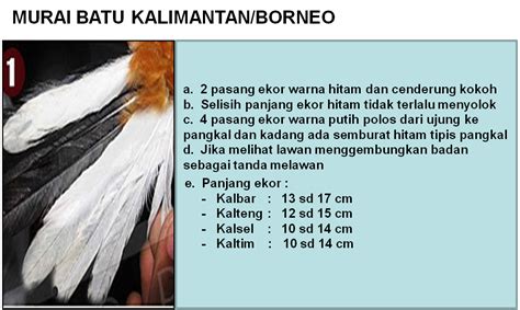 Murai batu png vector is a popular image resource on the internet handpicked by pngkit. Gambar Murai Batu Png - Free Download Burung Kakatua Vector - Kumpulan Logo Lambang Indonesia ...