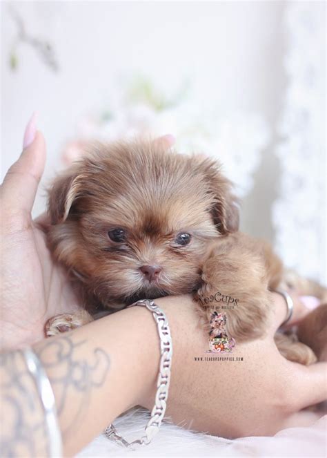 We strive to produce yorkie pups that are healthy, happy and loving. Parti Yorkie Puppies For Sale | Teacups, Puppies ...