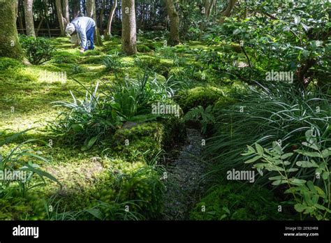 A Gardener Working In The Traditional Japanese Moss Garden At Gio Ji