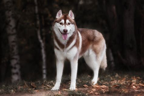 Siberian Husky › Hunde Infode