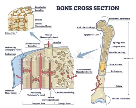 Long Bone Diagram Labeled