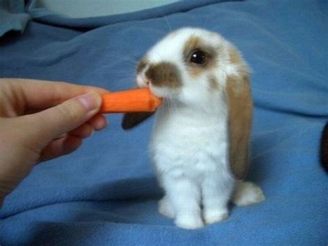 Cute Rabbits Pics