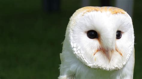 A Beautiful White Barn Owlby Steve Gill Barn Owl Owl Barn Owl Pictures