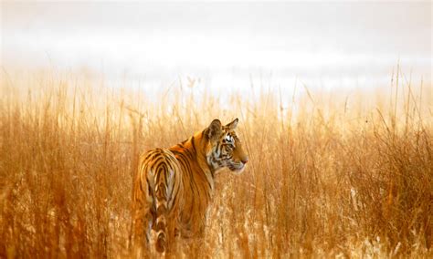 Where Do Tigers Live And Other Tiger Facts Stories Wwf