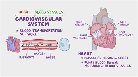 Introduction To The Cardiovascular System Video Osmosis