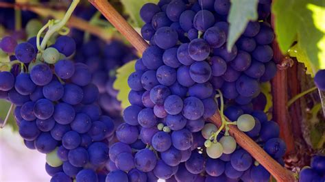 Grapes Free Stock Photo Public Domain Pictures