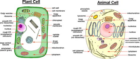 Image Showing Difference Between Animal Cell And Plant Microfilaments