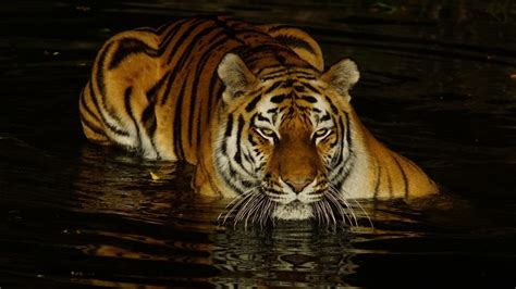 Tiger Is On Body Of Water During Nighttime 4k Hd Animals