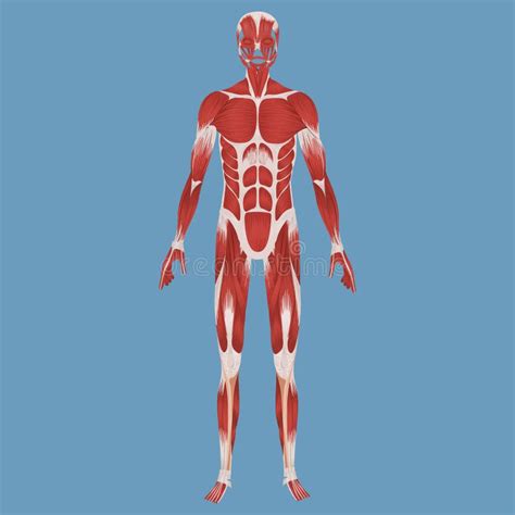 Sistema Muscolare Umano Illustrazione Vettoriale Illustrazione Di