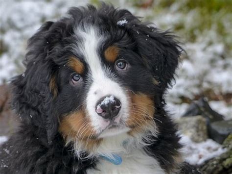 12 Names From Swiss Culture And Folklore For Bernese Mountain Dogs