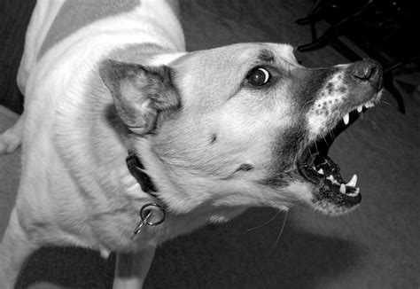 Vet Visits For Aggressive Dogs A Case Study Dr Jens Dog Blog