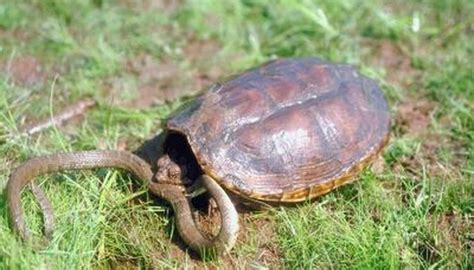 Just because you acquired a pet turtle does not make that turtle a domesticated animal. 5 Senses of Turtles | Animals - mom.me