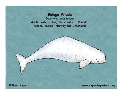 Whale Beluga