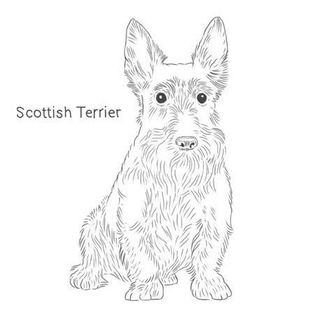 Scottish Terrier Drawing Dog Breeds List Dog Breeds List Cat Breeds
