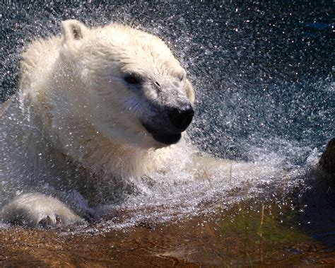 Polar Bear Ours Polaire Zoo Sauvage De St Félicien Queb Flickr