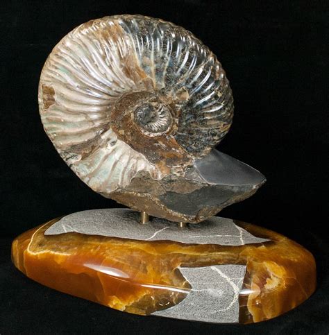 7 Russian Deshayesites Ammonite With Agate Base For Sale 15582