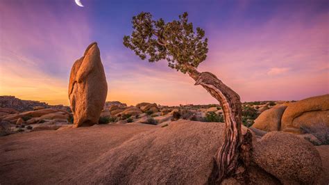 3840x2160 Joshua Tree National Park 4k Hd 4k Wallpapers Images