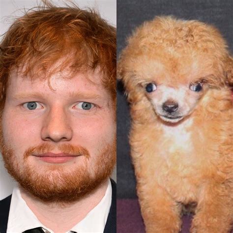 17 Ridiculous Ed Sheeran Memes To Get You Laughing Out Loud Ed