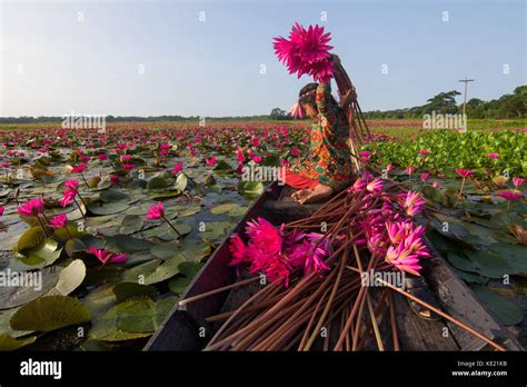 Rural Girl Collect Bunch Of Water Lilies From Shatla Beel At Ujirpur In