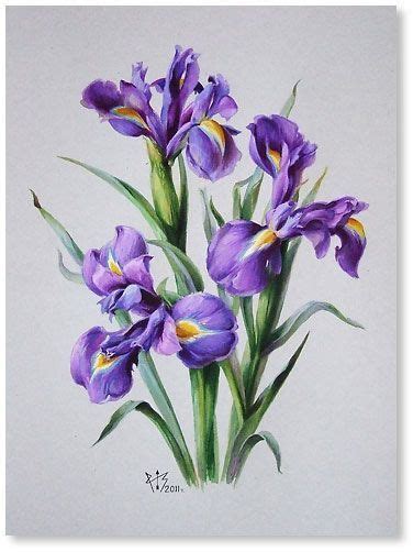 Blue iris print, flower watercolor print, botanical illustration fine art print from original painting by rosenlavender artist: Iris drawing image by Live~Laugh~Love ak49 on Iris' Flower ...