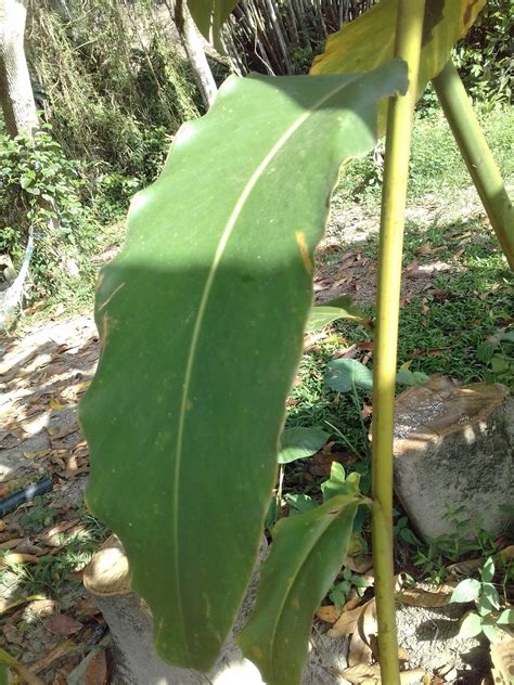 Pokok batang menggulung daun kantan. Izymade Borneo: PERBEZAAN ANTARA POKOK KANTAN DAN POKOK TUHAU