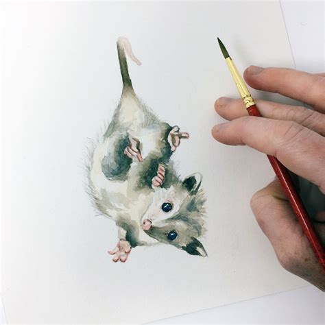 Possum In Watercolour By Lemontree Paper Co Watercolor Wildlifeart