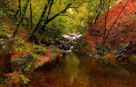 Wallpaper Autumn Trees Forest Fall River Autumn River Forest