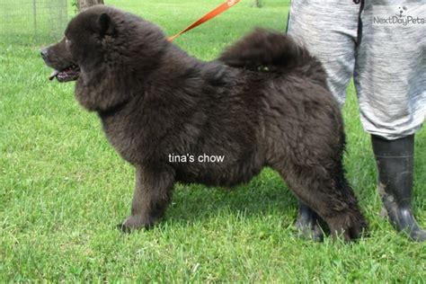 Panda Chow Chow Puppy For Sale Near Springfield Missouri 73f04a10 4e41