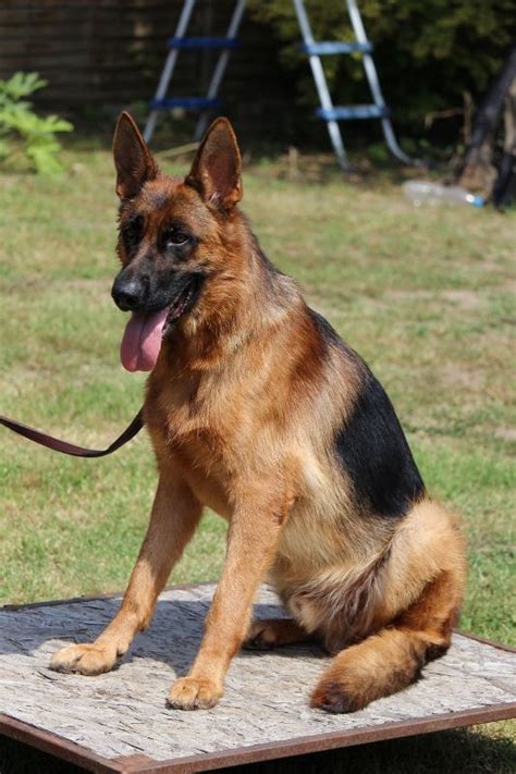 Fully Trained German Shepherds For Sale Mrazovac K9 Academy Sells