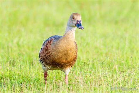 Plumed Whistling Duck Ahp Wild