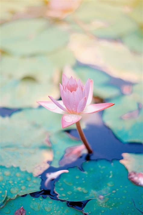 Close Up Photo Of Water Lily Flower Image Free Photo