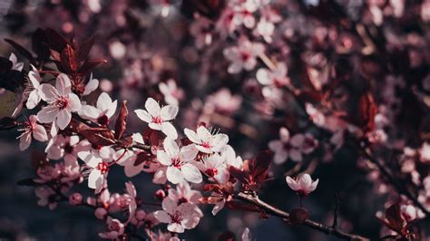 Download Wallpaper 2048x1152 Sakura Flowers Branches Bloom Tree